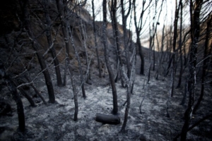 TOPSHOTS Ashes cover the ground in a forest burnt by a wildfire, near a village in Patras, on July 19, 2012. Over 170 firefighters, assisted by volunteers and 60 firetrucks, were struggling during the night to contain the blaze in the region. AFP / Angelos Tzortzinis