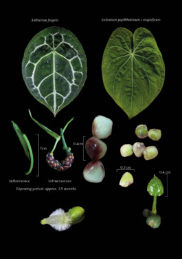 Entangle! 9.– 23. June 2023