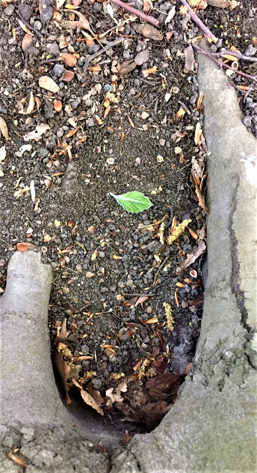 ÜBERSETZEN ALS KULTURTECHNIK — TRANSLATING AS CULTURAL TECHNIQUE