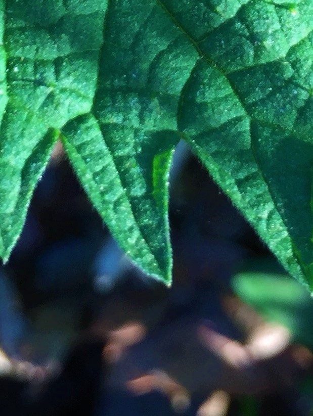 ÜBERSETZEN ALS KULTURTECHNIK — TRANSLATING AS CULTURAL TECHNIQUE